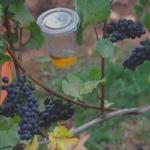 Apple cider vinegar traps attracting flies but with no damage to wine grapes. Photo: Walton Laboratory, Oregon State University